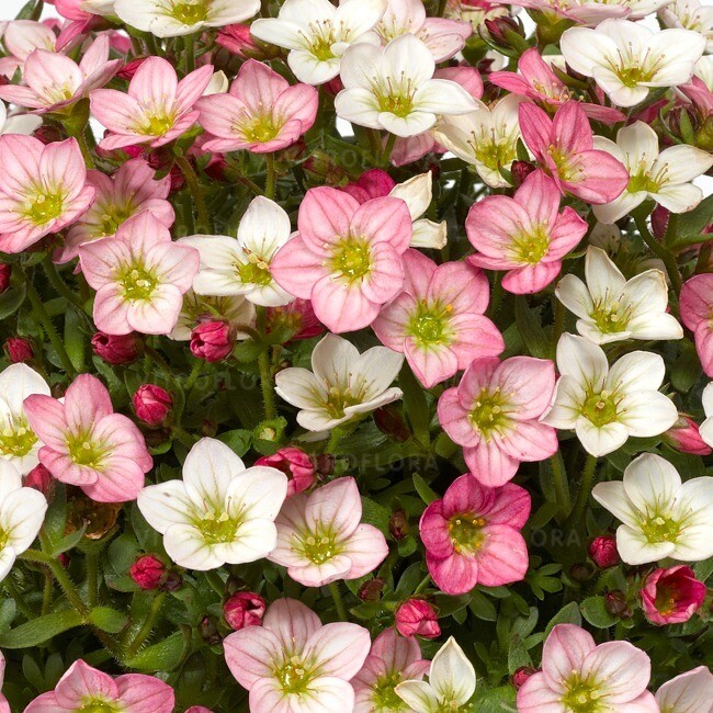Skalnica łososiowa Saxifraga