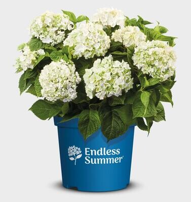 &#39;The Bride&#39;® Endless Summer® Hortensja ogrodowa Hydrangea