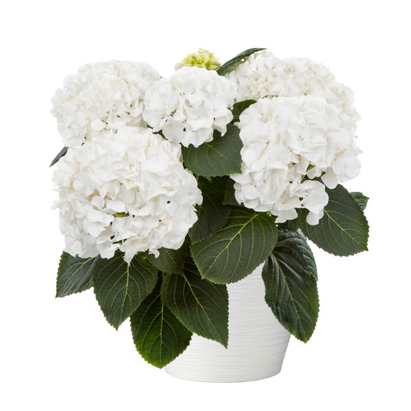 &#39;Hi White Sun&#39; Hortensja ogrodowa Hydrangea Hi Collection