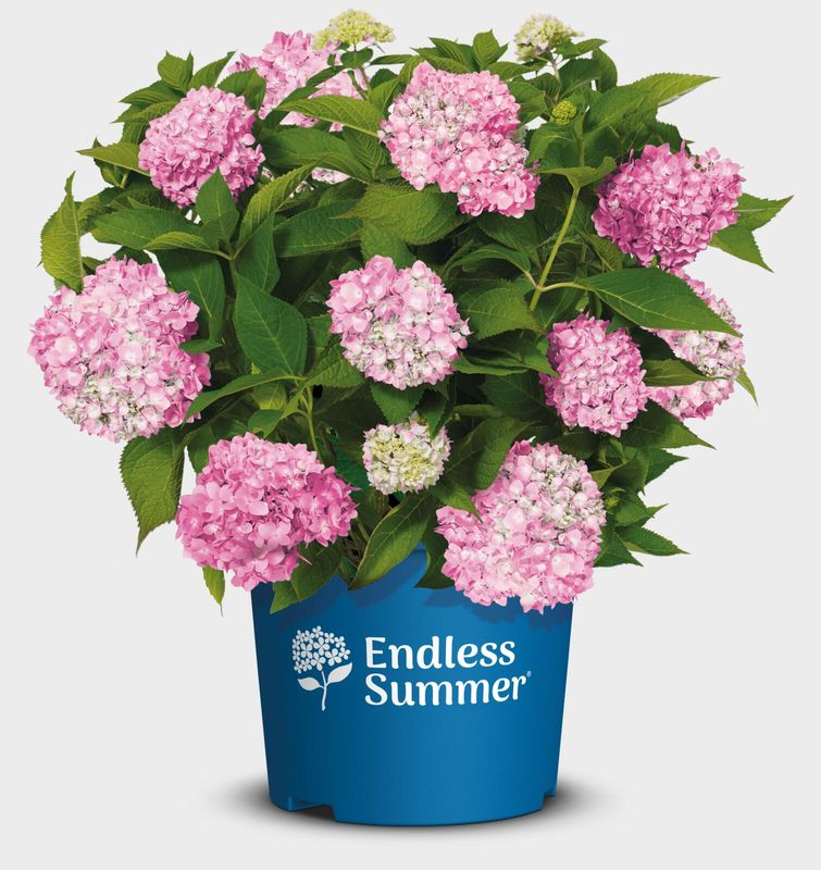 The Orginal® Pink Endless Summer® Hortensja ogrodowa Hydrangea