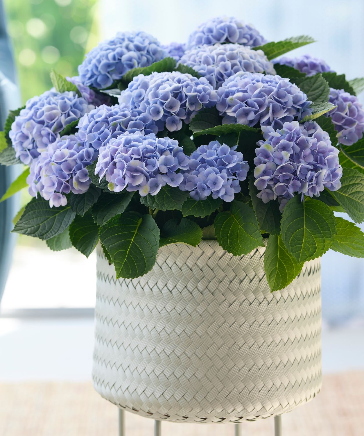 Revolution® Blue Hortensja ogrodowa Hydrangea Magical Collection®