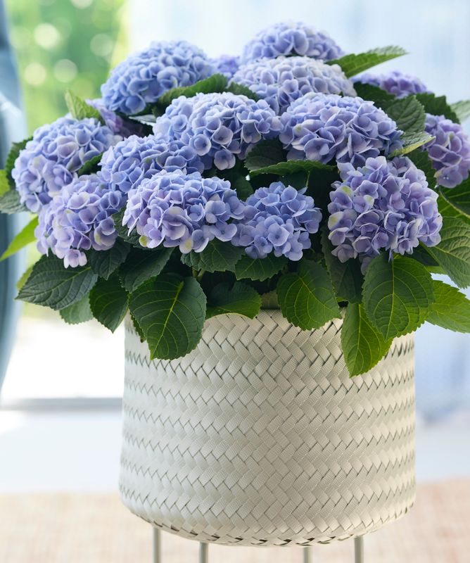 Revolution® Blue Hortensja ogrodowa Hydrangea Magical Collection®