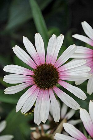 &#39;Pink Eye&#39; Jeżówka Echinacea