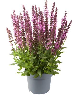 Sensation Compact  Rose Szałwia omszona Salvia nemorosa