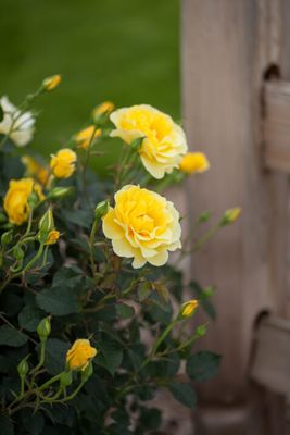 Easy Elegance® Yellow Submarine Róża ogrodowa Rosa