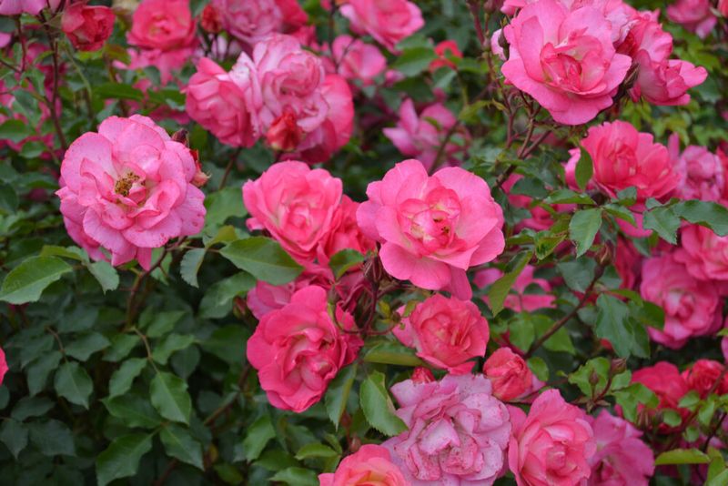 Easy Elegance® Sunrise Sunset Róża ogrodowa Rosa