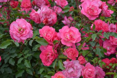Easy Elegance® Sunrise Sunset Róża ogrodowa Rosa