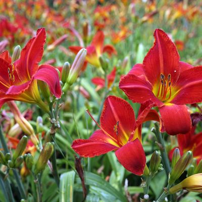 &#39;Stella in Red&#39; Liliowiec Hemerocalis