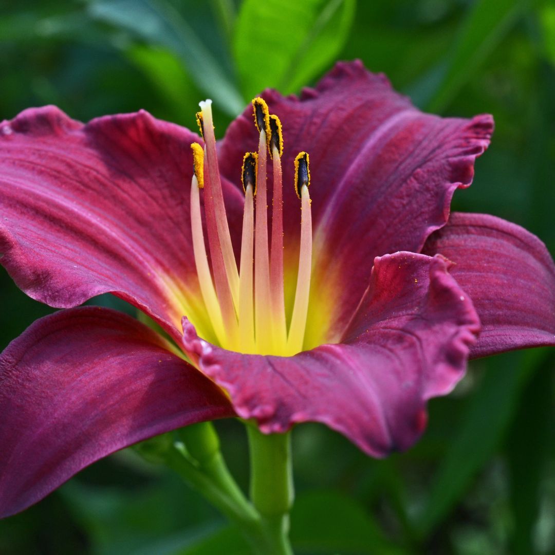 &#39;Stella in Purple&#39; Liliowiec Hemerocalis