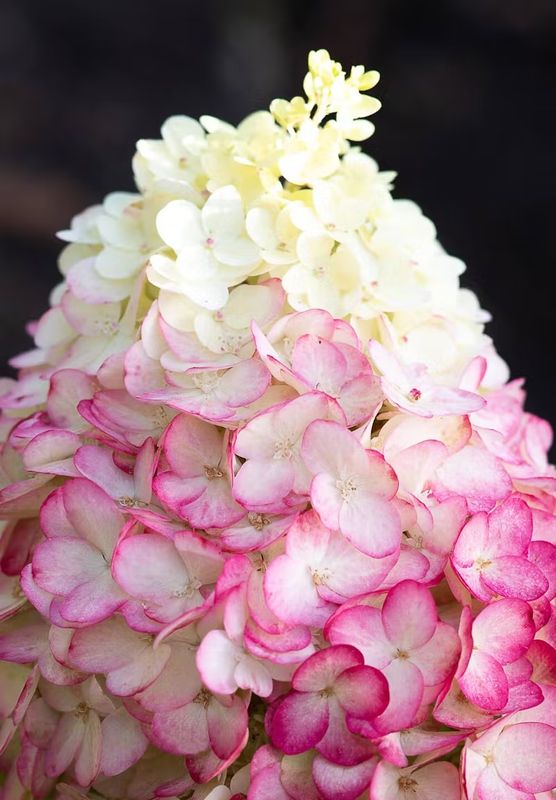 Living Colourful Cocktail® Hortensja bukietowa Hydrangea paniculata