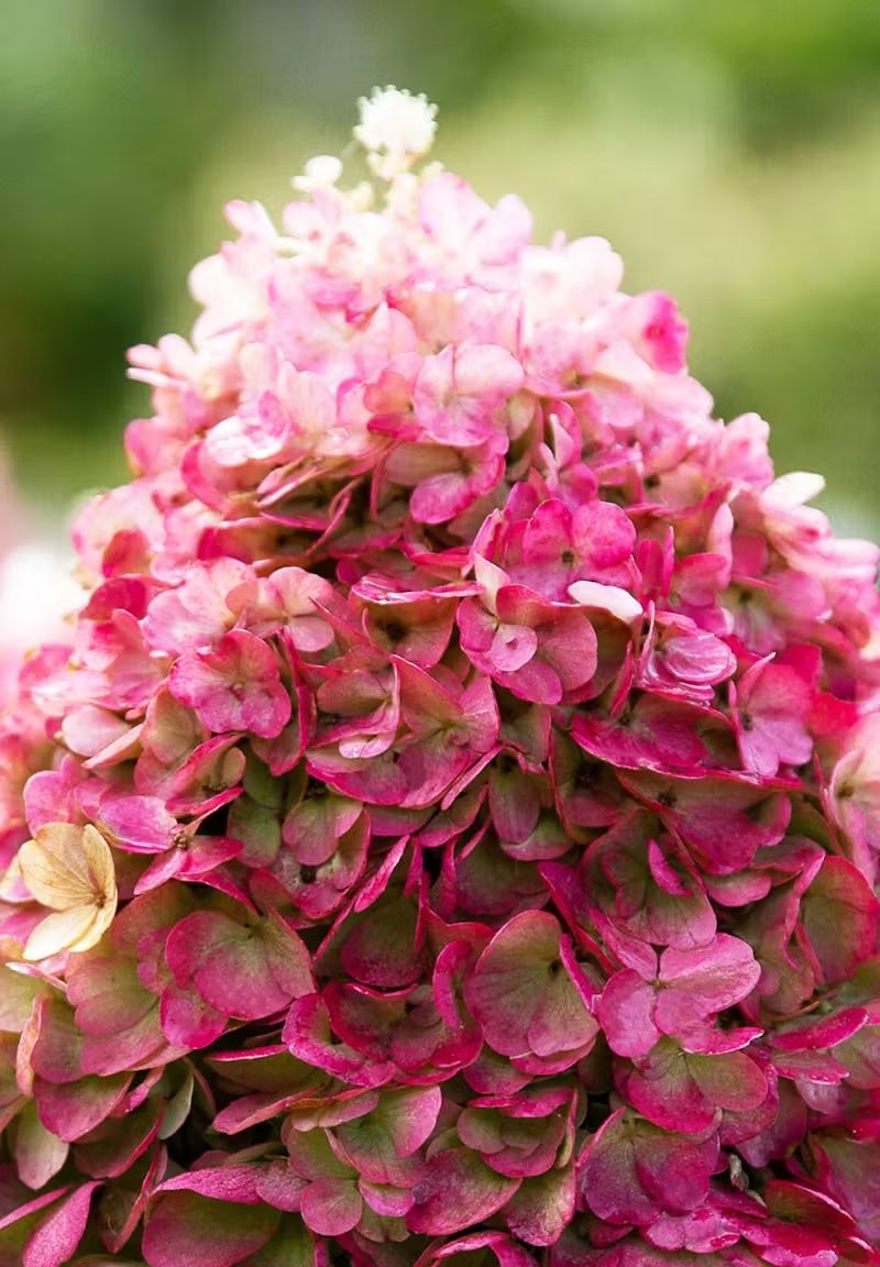 Living Pinky Promise® Hortensja Bukietowa Hydrangea paniculata