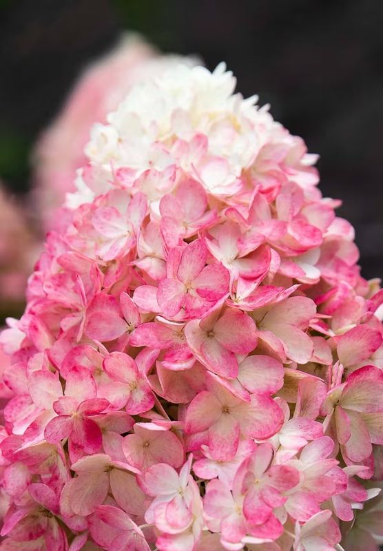 Living Raspberry Pink® Hortensja Bukietowa Hydrangea paniculata