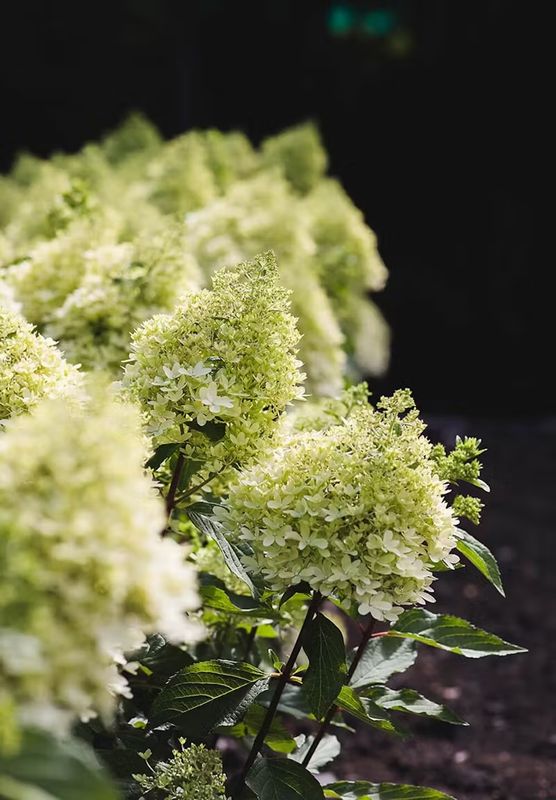 Living Royal Flower® Hortensja Bukietowa Hydrangea paniculata