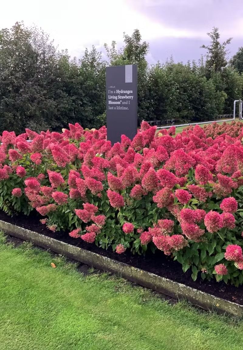Living Strawberry Blossom® Hortensja Bukietowa Hydrangea paniculata