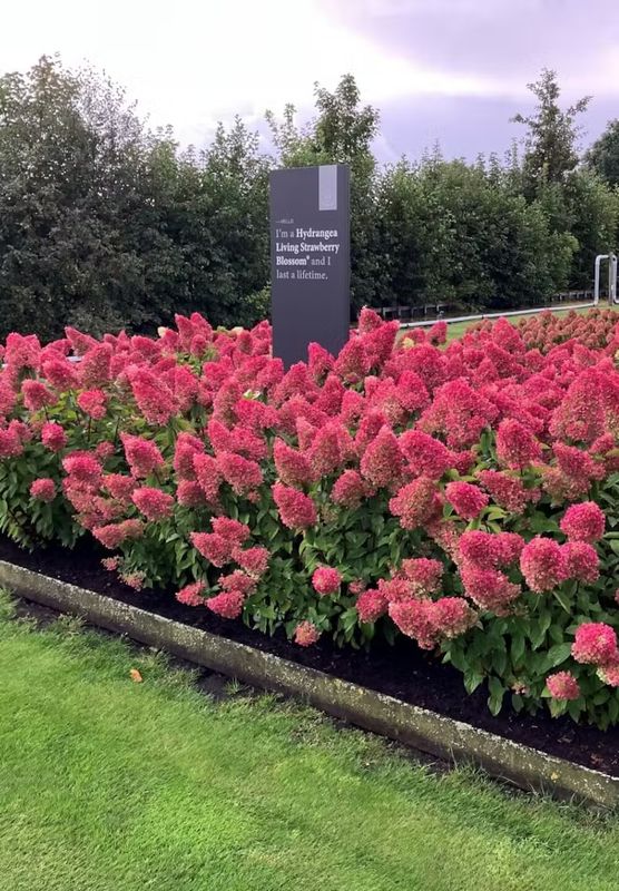Living Strawberry Blossom® Hortensja Bukietowa Hydrangea paniculata