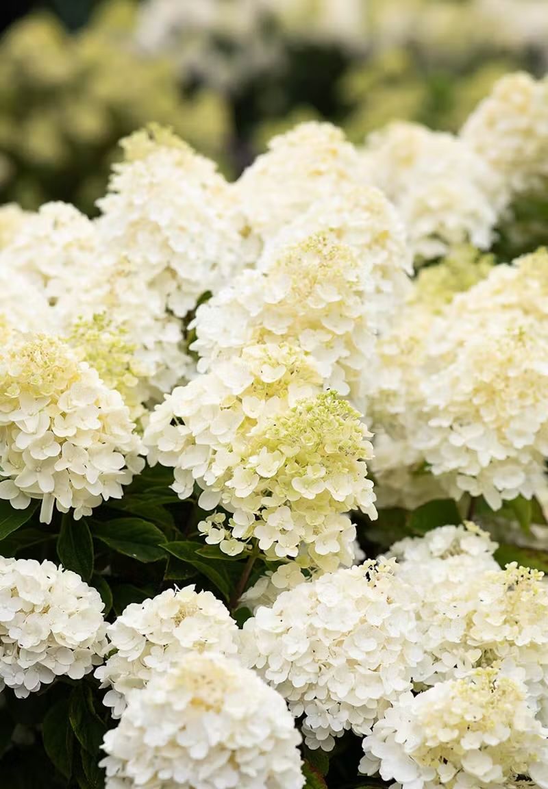 Living Summer Snow® Hortensja Bukietowa Hydrangea paniculata
