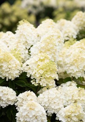 Living Summer Snow® Hortensja Bukietowa Hydrangea paniculata