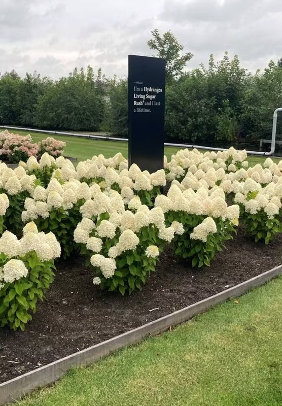 Living Sugar Rush® Hortensja Bukietowa Hydrangea paniculata
