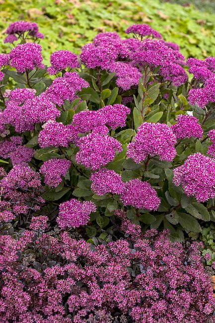 &#39;Mr. Goodbud&#39; Rozchodnik Sedum