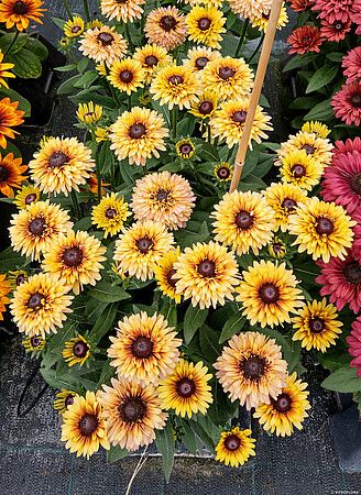 &#39;Flamenco® Vanilla&#39; Rudbekia