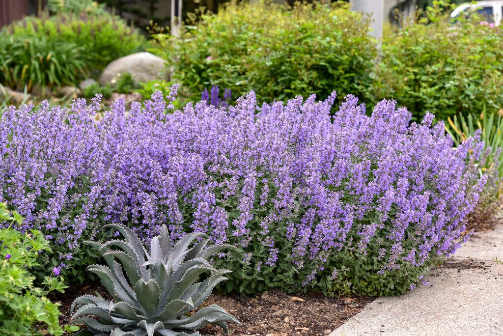 &#39;Cat&#39;s Meow&#39; Kocimiętka Nepeta