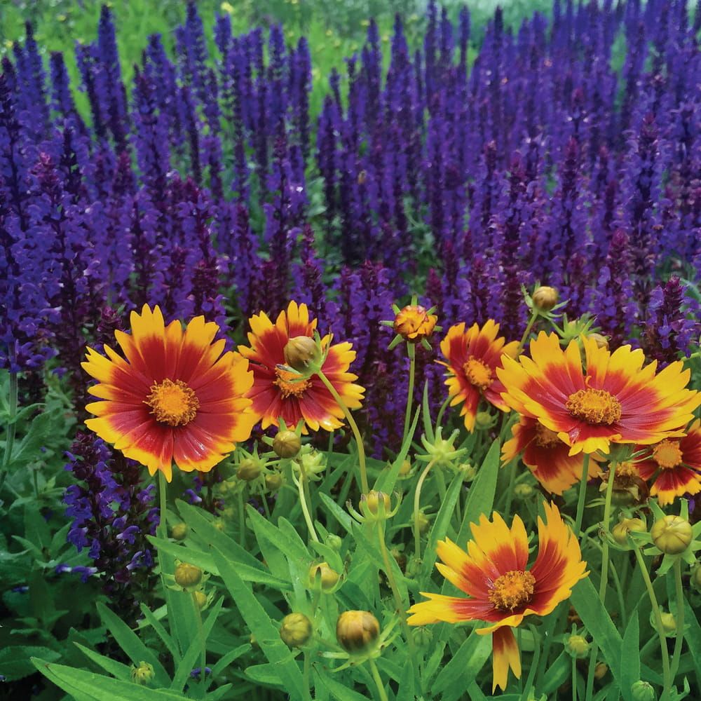 &#39;UpTick™ Gold &amp; Bronze&#39; Nachyłek Coreopsis