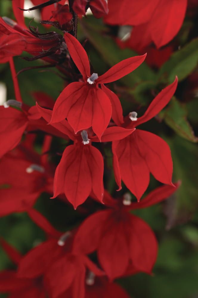 &#39;Starship™  Scarlet Bronze Leaf&#39; Lobelia czerwona