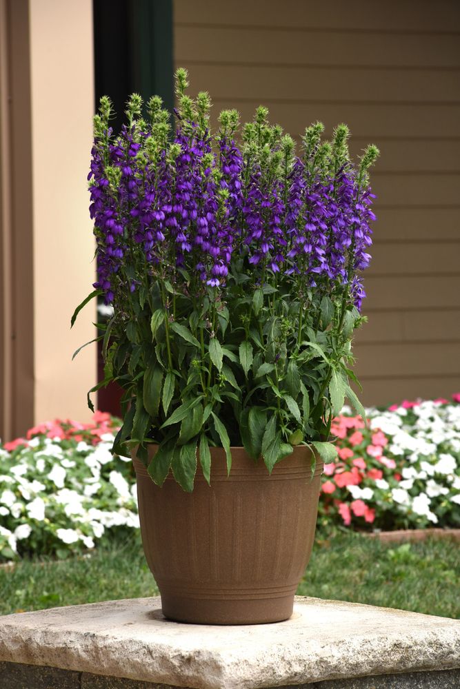 &#39;Starship™ Blue&#39; Lobelia niebieska