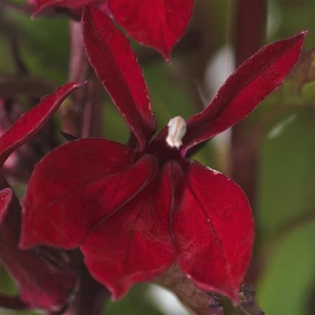 &#39;Fanship  Burgundy&#39; Lobelia