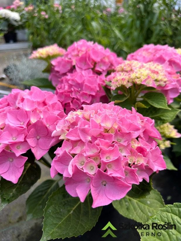 &#39;Fabalo Pink&#39; Hortensja ogrodowa Hydrangea macrophylla