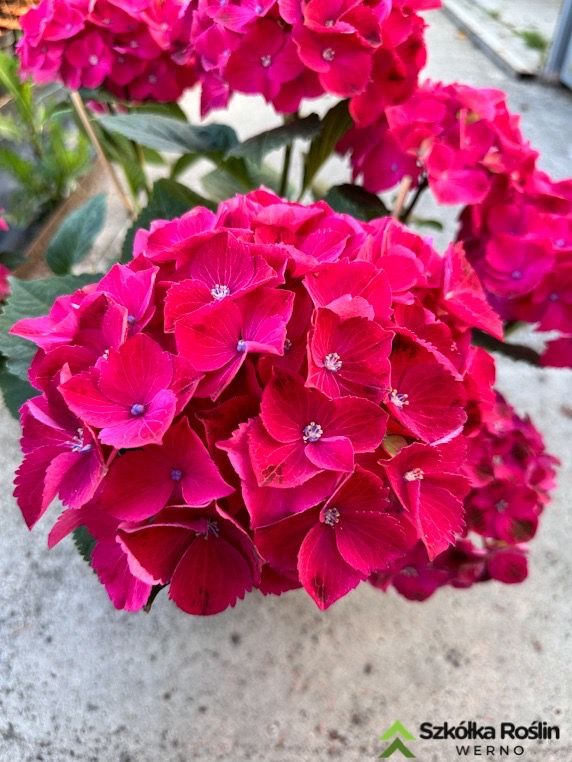 &#39;Hot Red&#39; Hortensja ogrodowa Hydrangea macrophylla