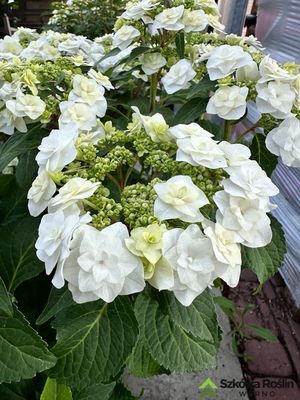 &#39;Wedding Gown&#39; Doppio Collection® Doppio Bianco Hortensja ogrodowa Hydrangea macrophylla