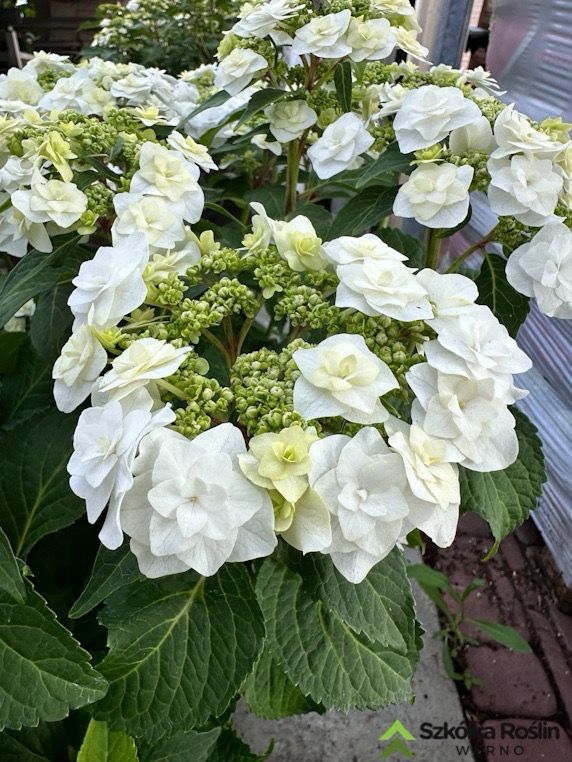 &#39;Wedding Gown&#39; Doppio Collection® Doppio Bianco Hortensja ogrodowa Hydrangea macrophylla