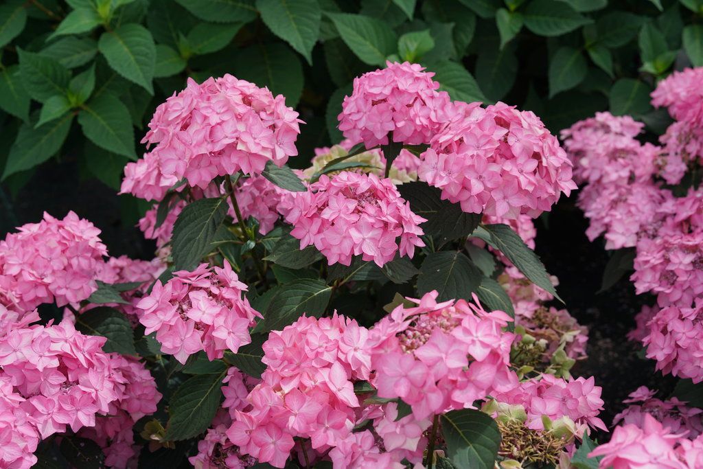 &#39;Frozen Smoothie&#39; Flair &amp; Flavours® Hortensja ogrodowa Hydrangea