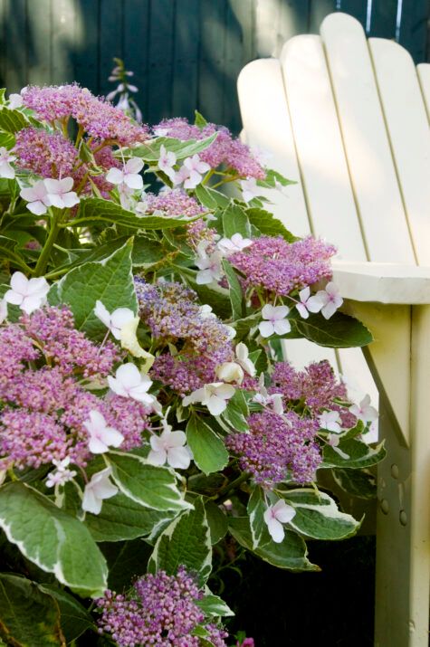 &#39;Light-O-Day®&#39; Hortensja ogrodowa Hydrangea