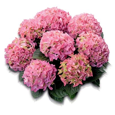 &#39;Early Pink&#39; Hortensja ogrodowa Hydrangea macrophylla