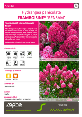 &#39;Framboisine&#39; Hortensja Bukietowa Hydrangea paniculata