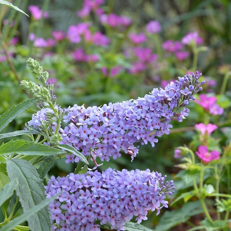 &#39;Buzz® Sky Blue&#39; Budleja Dawida Buddleja davidii