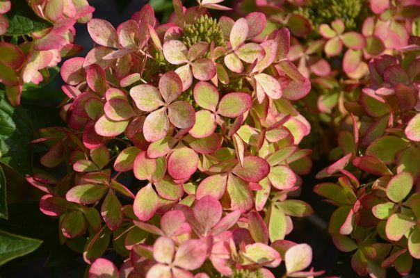 &#39;PastelGreen&#39; Hortensja bukietowa Hydrangea paniculata
