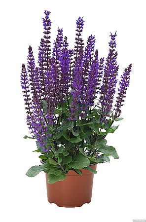 &#39;Midnght Purple&#39; Szałwia omszona Salvia nemorosa