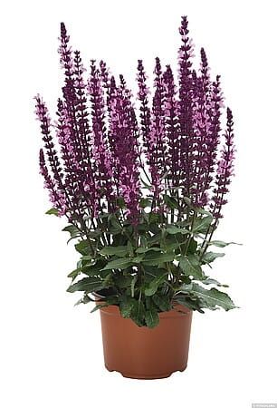 &#39;Midnght Rose&#39; Szałwia omszona Salvia nemorosa