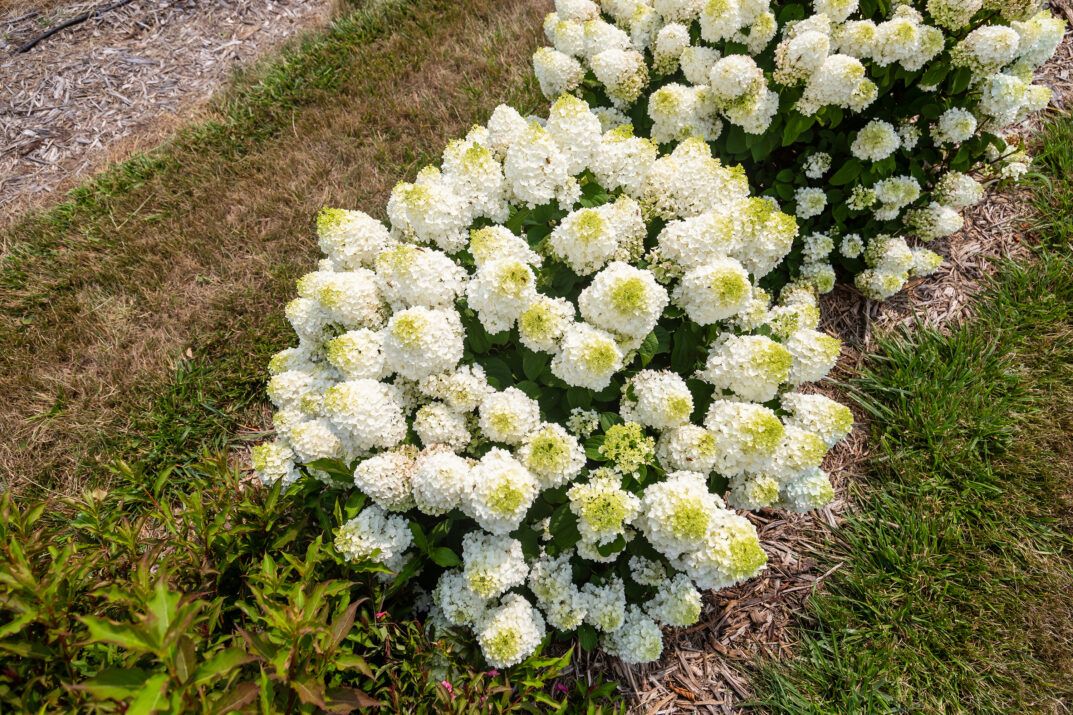 &#39;Little Hottie&#39;® Hortensja Bukietowa Hydrangea paniculata