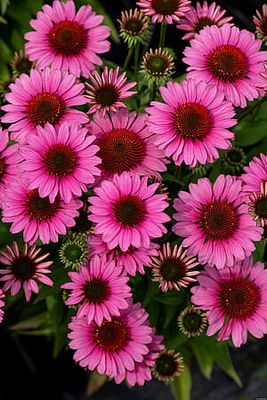 &#39;SunMagic® Vintage Pink&#39; Jeżówka różowa Echinacea