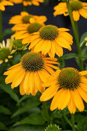 &#39;SunMagic® Fantastic Yellow&#39; Jeżówka różowa Echinacea
