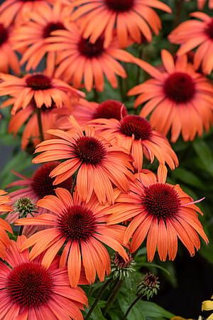 &#39;SunMagic® Vintage Orange&#39; Jeżówka różowa Echinacea