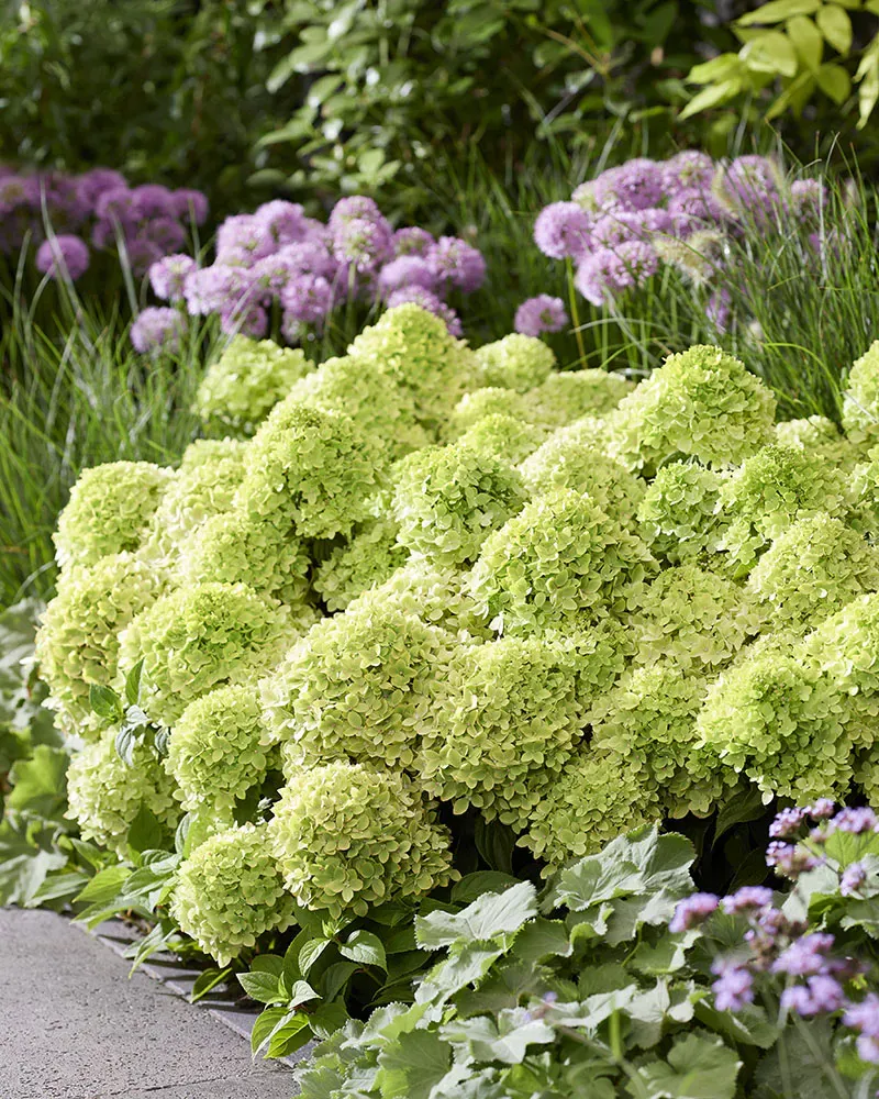 &#39;Living Little Apple&#39;® Hortensja Bukietowa Hydrangea paniculata