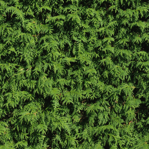 &#39;Brabant&#39; Thuja Tuja