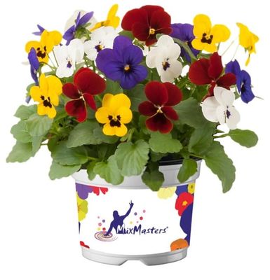 Bratki bratek w zestawie kolorów 'Rio'