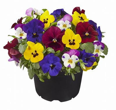 Bratki bratek w zestawie kolorów 'Wybór Pań' Bratki bratek w zestawie kolorów 'Wybór Pań'