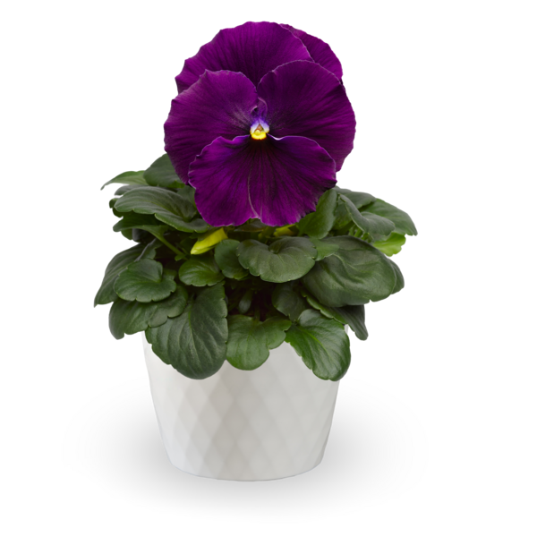 Bratki wielkokwiatowe Violet